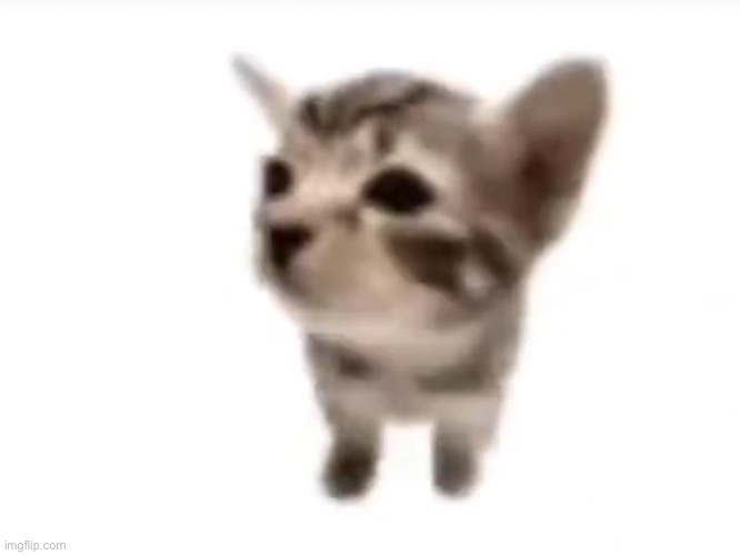 El gatito | image tagged in el gatito | made w/ Imgflip meme maker