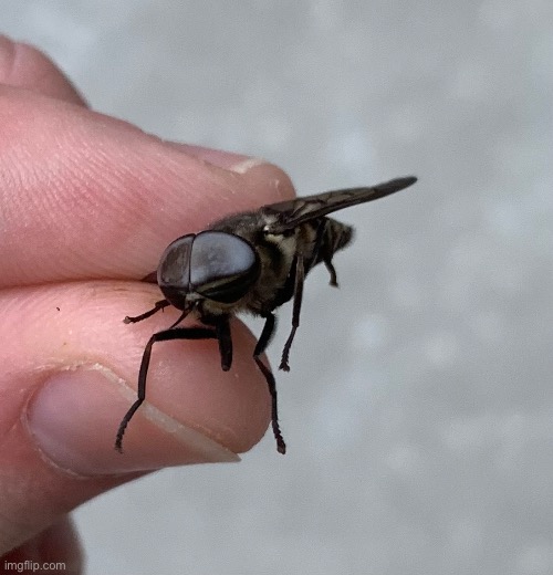 What horse | made w/ Imgflip meme maker