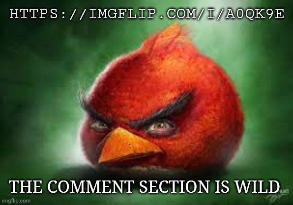 Realistic Red Angry Birds | HTTPS://IMGFLIP.COM/I/A0QK9E; THE COMMENT SECTION IS WILD | image tagged in realistic red angry birds | made w/ Imgflip meme maker