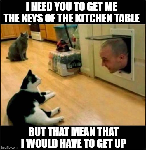 Cats Do Not Take Instructions ! | I NEED YOU TO GET ME THE KEYS OF THE KITCHEN TABLE; BUT THAT MEAN THAT I WOULD HAVE TO GET UP | image tagged in cats,instructions,keys | made w/ Imgflip meme maker