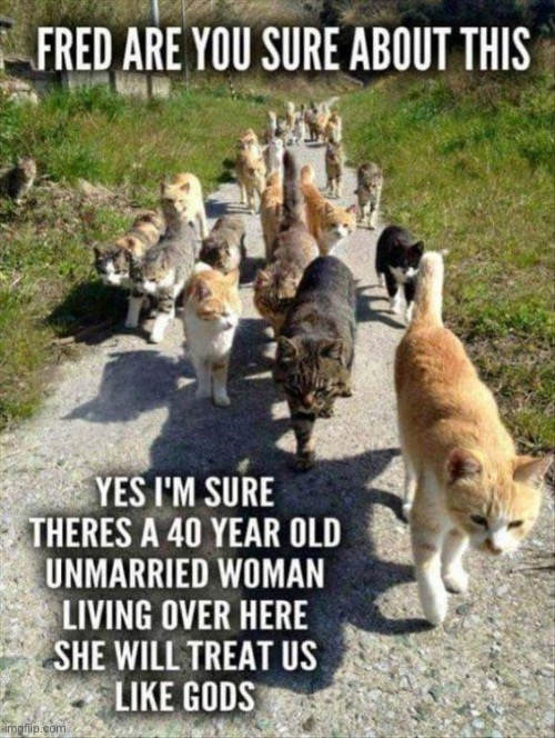 40 And Single | image tagged in cats,funny cats,single,crazy cat lady,fun,funny memes | made w/ Imgflip meme maker