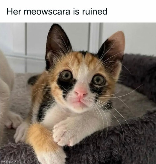 Meowscara | image tagged in cats,funny cat,too much makeup,funny face,cute cat,unique | made w/ Imgflip meme maker