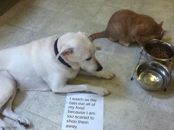 Owned Doggo | image tagged in cats,dogs,funny cat memes,funny dogs,owned,thief | made w/ Imgflip meme maker