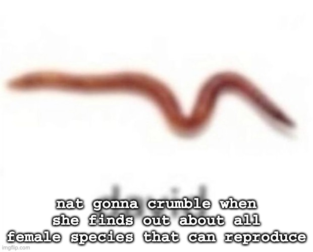 david | nat gonna crumble when she finds out about all female species that can reproduce | image tagged in david | made w/ Imgflip meme maker