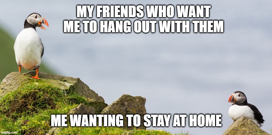 Puffins want to hang out | MY FRIENDS WHO WANT ME TO HANG OUT WITH THEM; ME WANTING TO STAY AT HOME | image tagged in memes | made w/ Imgflip meme maker
