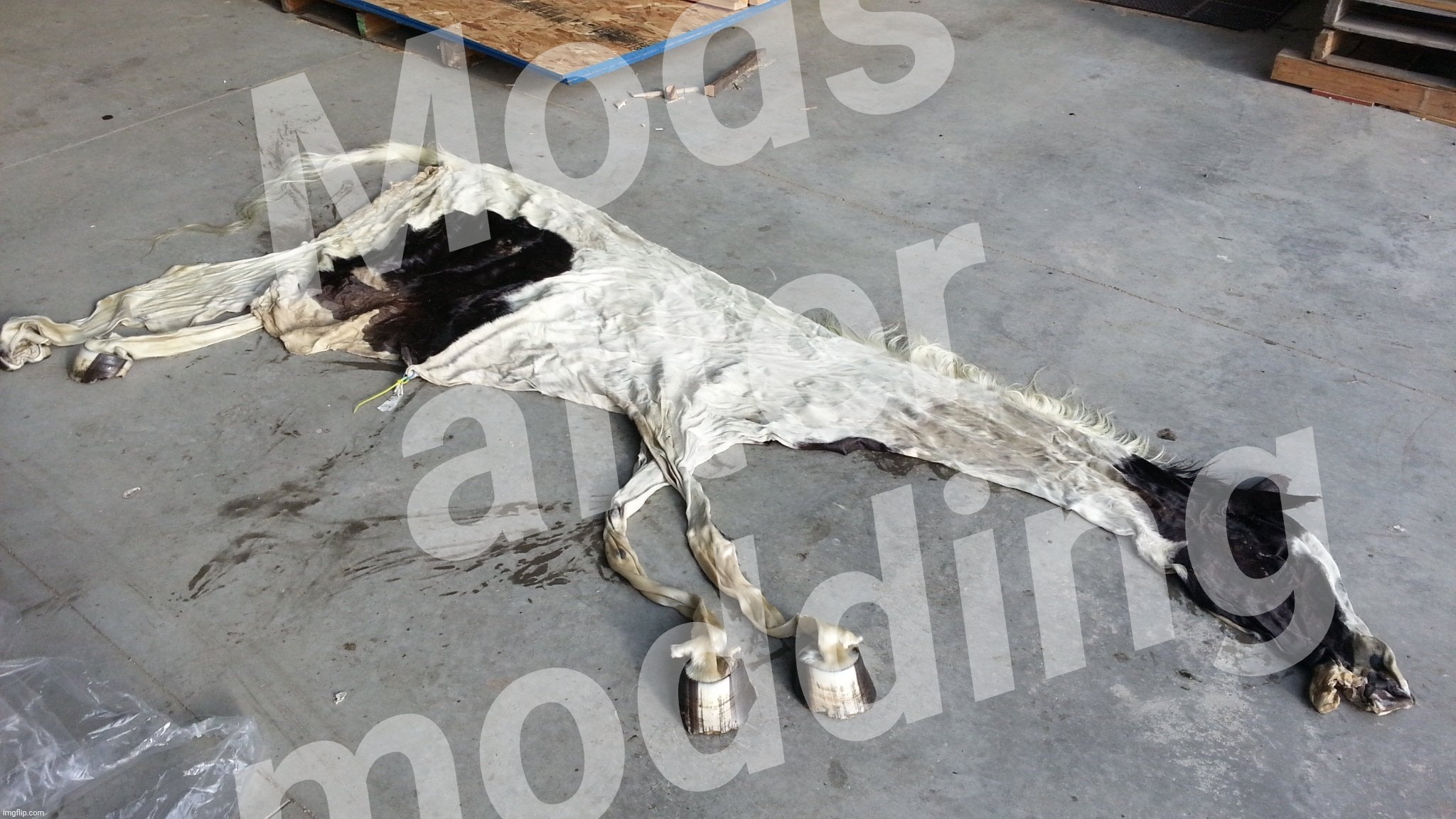Deflated horse | Mods after modding | image tagged in deflated horse | made w/ Imgflip meme maker