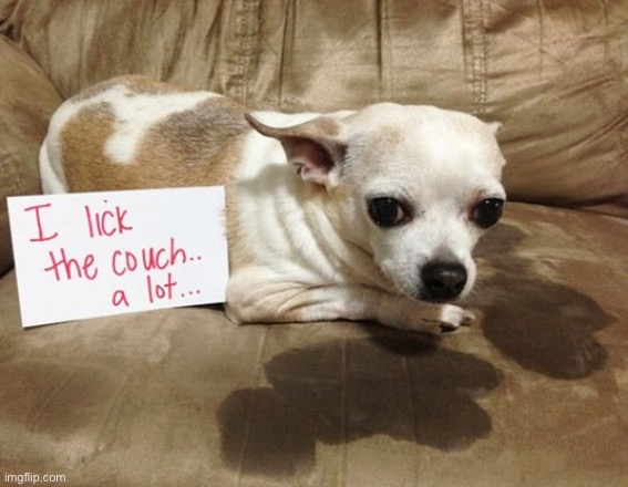 Couch Licker | image tagged in dogs,doggo,funny dogs,pet shamed,weirdo,dafuq | made w/ Imgflip meme maker