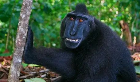 i farted monkey Blank Meme Template