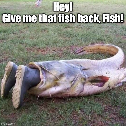 Hey!
Give me that fish back, Fish! | made w/ Imgflip meme maker