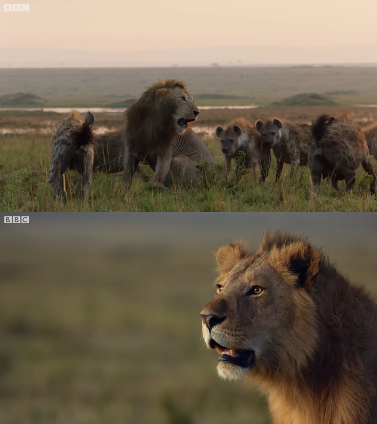lion saves brother from hyenas Blank Meme Template