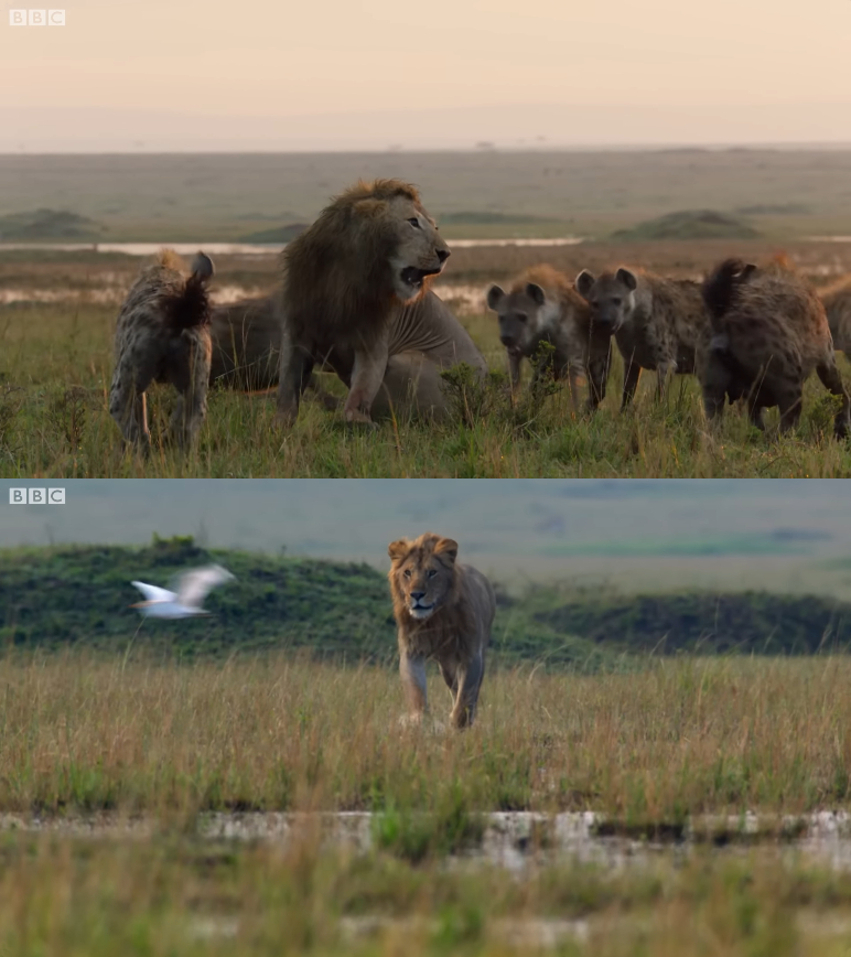 lion saves brother from hyenas Blank Meme Template