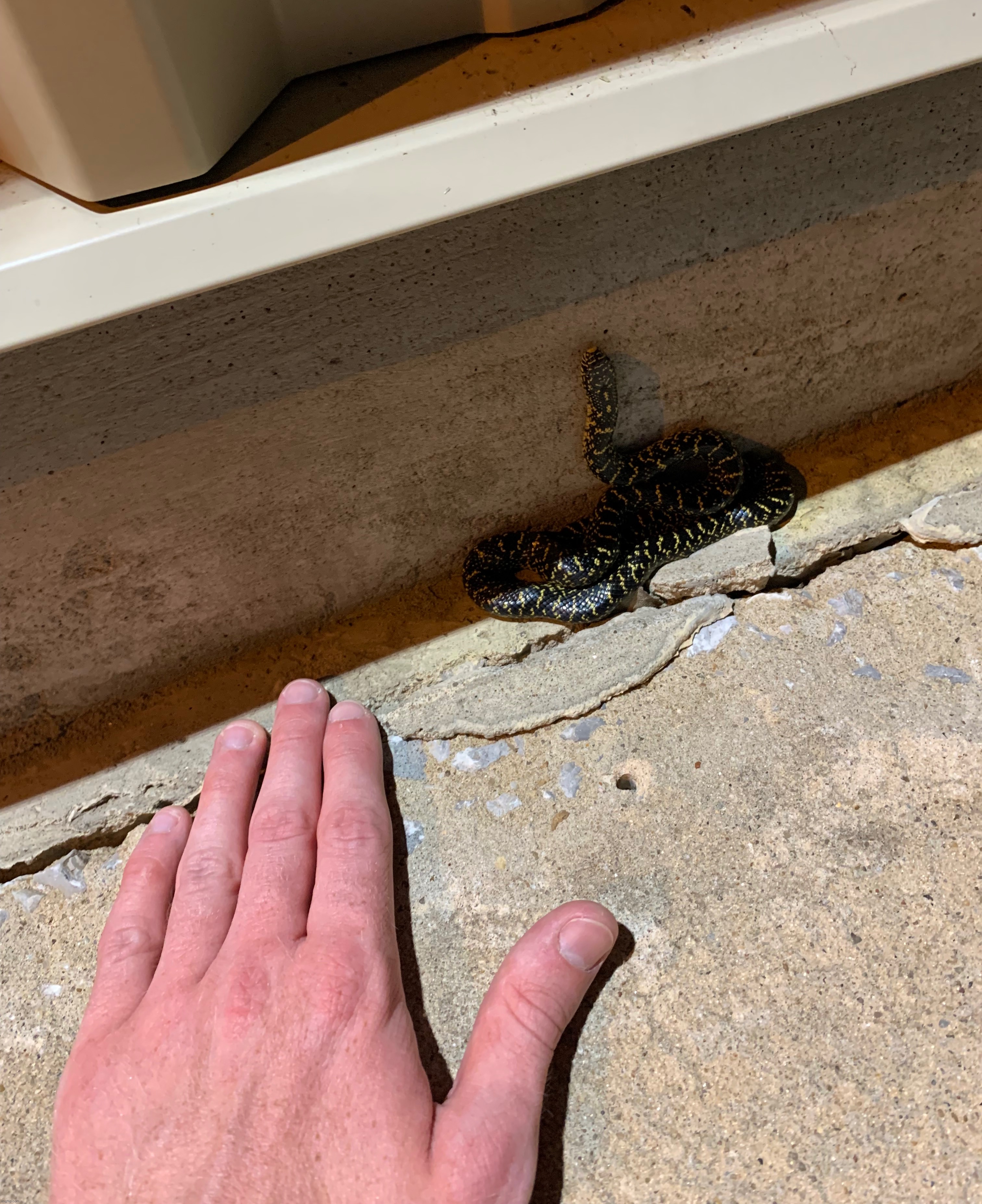 Speckled king snake | made w/ Imgflip meme maker