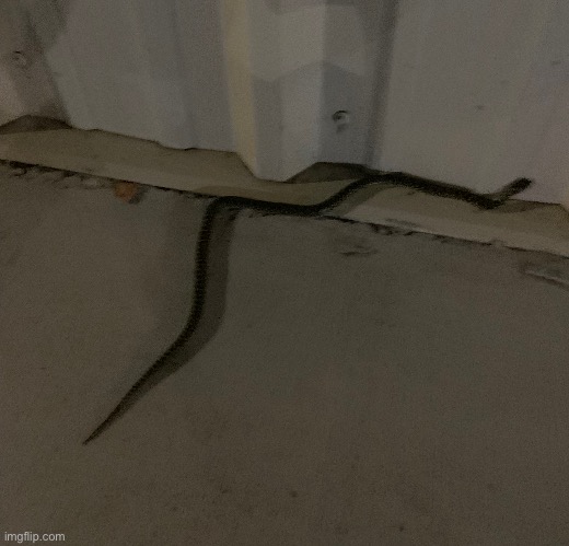 All in all it was about 2.5-3 feet long | made w/ Imgflip meme maker