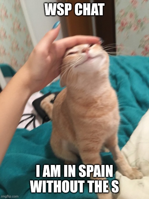 Sometimes, I wish I was a man.. only sometimes | WSP CHAT; I AM IN SPAIN WITHOUT THE S | image tagged in cat pat | made w/ Imgflip meme maker