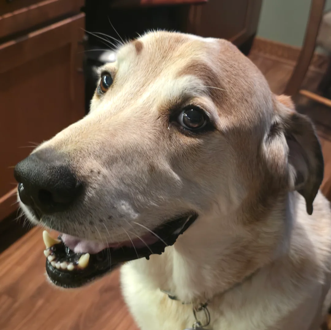 Freaky dog Blank Meme Template