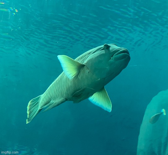 Guess the name of the fish | made w/ Imgflip meme maker