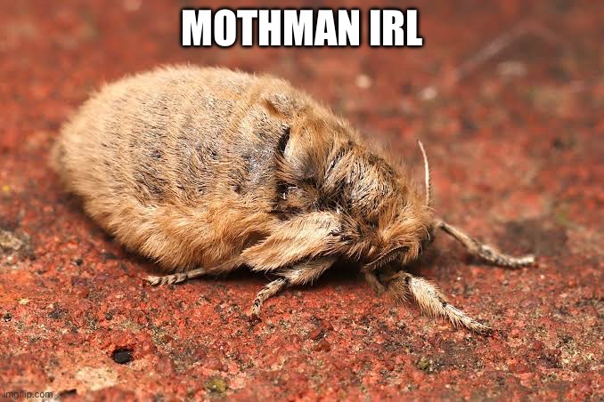 Mothman is Soooo Fat he Crashes your Game Every Time you Try to Summon him | MOTHMAN IRL | image tagged in mothman,mothman is fat,games,video games,moth,vapourer moth | made w/ Imgflip meme maker
