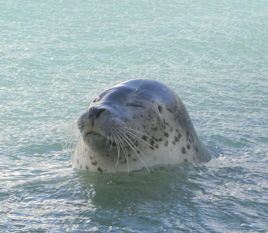 Relaxed Seal Blank Meme Template