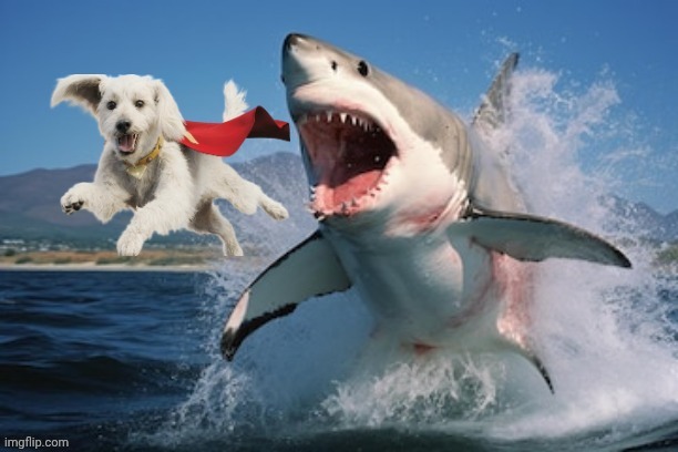 image tagged in dogs,dog,shark,sharks,shark week,superman | made w/ Imgflip meme maker