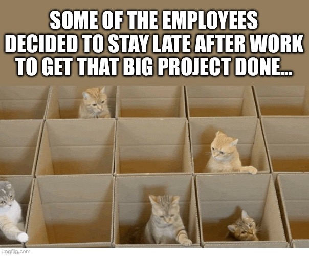 The “big project” is a group nap… | SOME OF THE EMPLOYEES DECIDED TO STAY LATE AFTER WORK TO GET THAT BIG PROJECT DONE… | image tagged in cats,boxes,cubicles | made w/ Imgflip meme maker