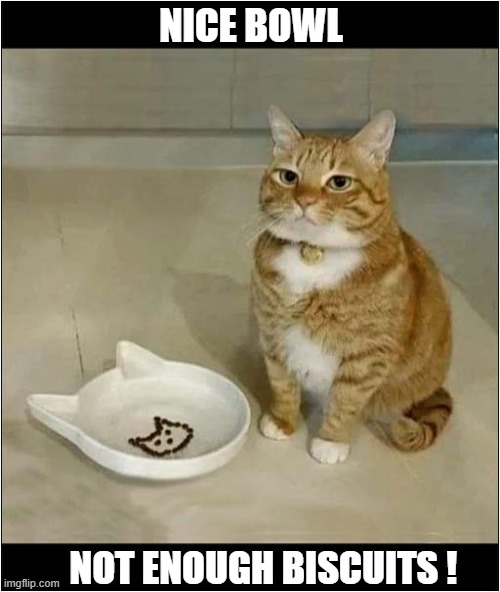 A Slightly Unimpressed Cat | NICE BOWL; NOT ENOUGH BISCUITS ! | image tagged in cats,unimpressed,bowl,biscuits | made w/ Imgflip meme maker
