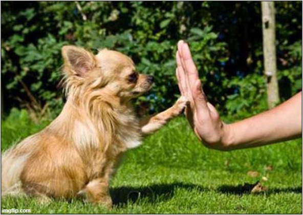 High Five ! | image tagged in dogs,high five | made w/ Imgflip meme maker