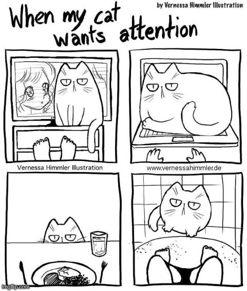 They demand it! | image tagged in cats,comics,attention | made w/ Imgflip meme maker