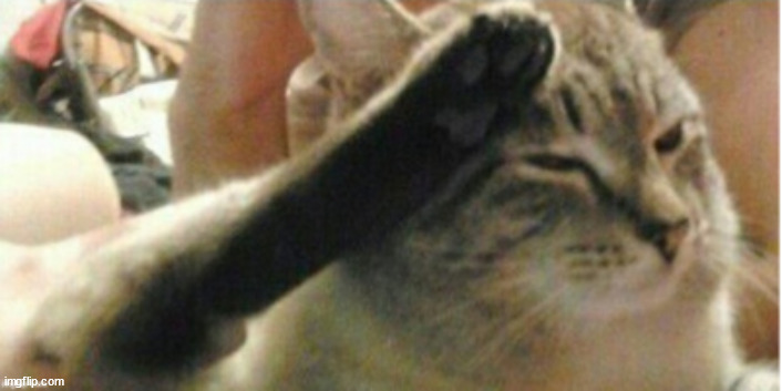 Saluting Cat | image tagged in saluting cat | made w/ Imgflip meme maker