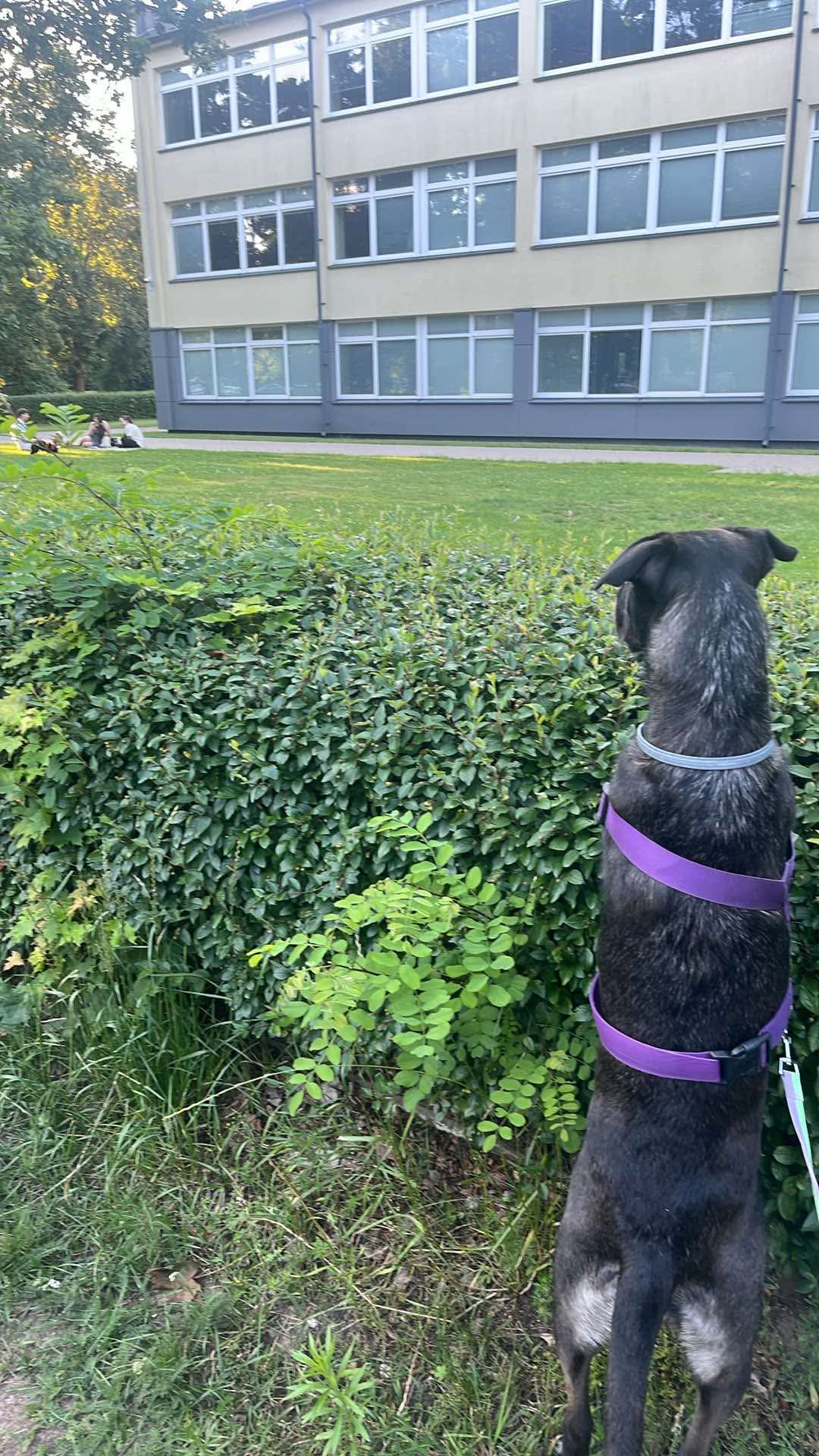 Dog stare over fence Blank Meme Template