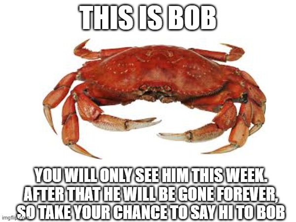 THIS IS BOB; YOU WILL ONLY SEE HIM THIS WEEK. AFTER THAT HE WILL BE GONE FOREVER, SO TAKE YOUR CHANCE TO SAY HI TO BOB | image tagged in crab | made w/ Imgflip meme maker