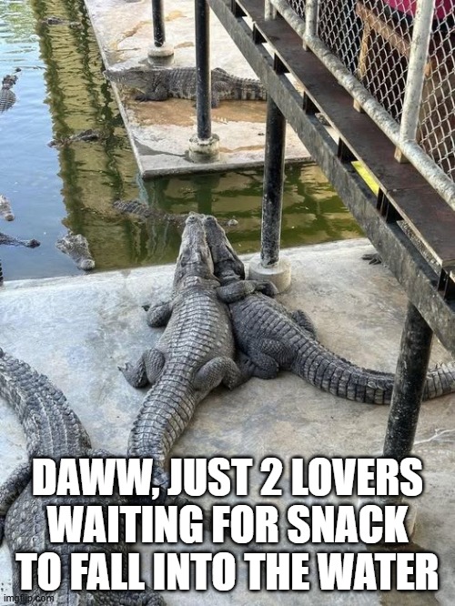 Gator Lovers | DAWW, JUST 2 LOVERS WAITING FOR SNACK TO FALL INTO THE WATER | image tagged in dark humor | made w/ Imgflip meme maker
