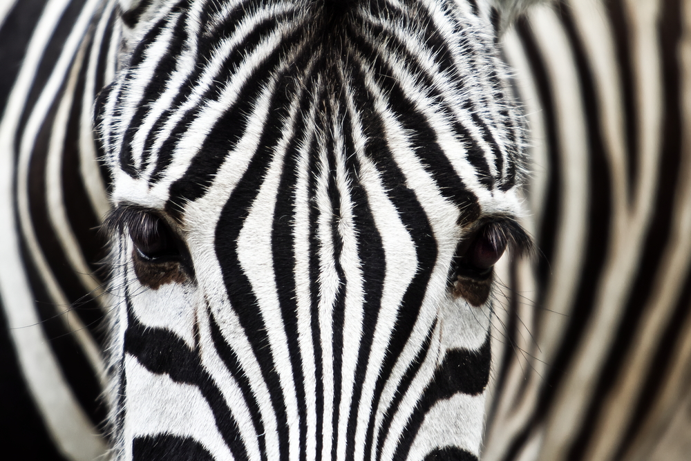 Zebra Face Blank Meme Template