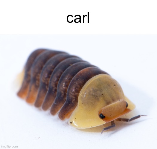 Rubber ducky isopod | carl | image tagged in rubber ducky isopod | made w/ Imgflip meme maker