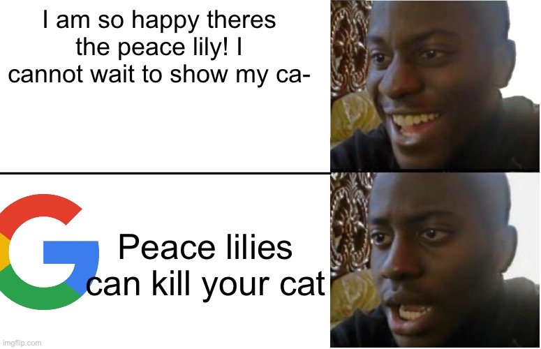 Its true. | I am so happy theres the peace lily! I cannot wait to show my ca-; Peace lilies can kill your cat | image tagged in disappointed black guy,gag | made w/ Imgflip meme maker