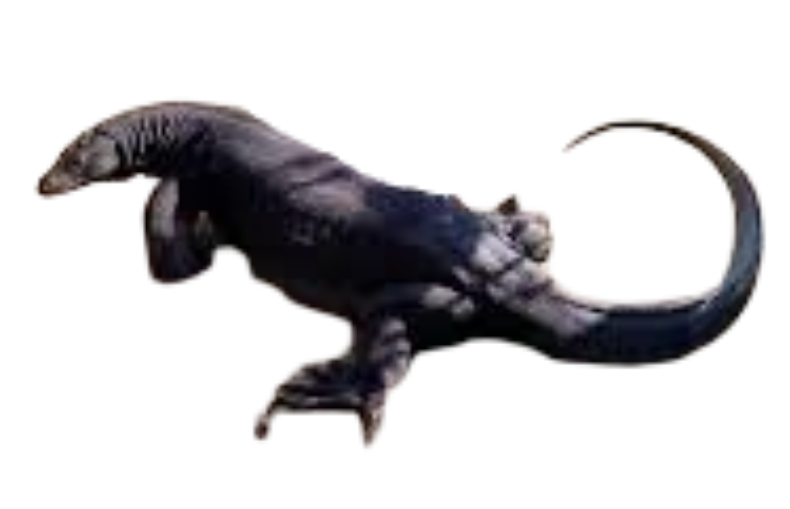 Asian monitor lizard Blank Meme Template