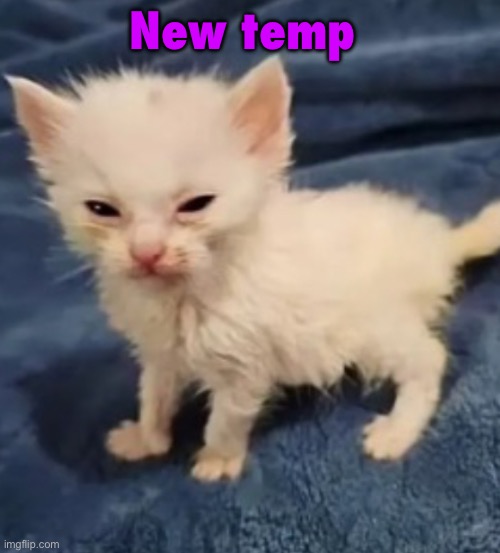 Car :3 | New temp | image tagged in mew 33 | made w/ Imgflip meme maker