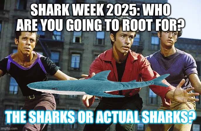 The Sharks VS. actual sharks | SHARK WEEK 2025: WHO ARE YOU GOING TO ROOT FOR? THE SHARKS OR ACTUAL SHARKS? | image tagged in shark week 2025,shark week,west side story,dance,dancing,wtf | made w/ Imgflip meme maker