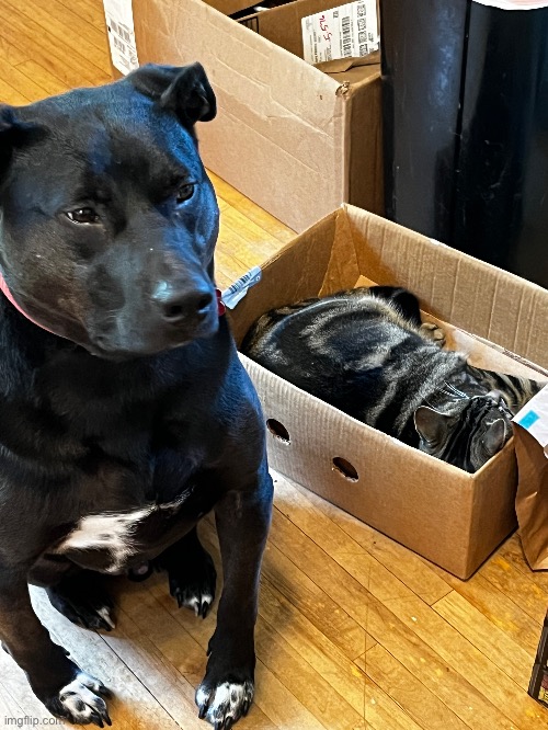 picture of my cat Ollie and my dog Gus together :3 | made w/ Imgflip meme maker
