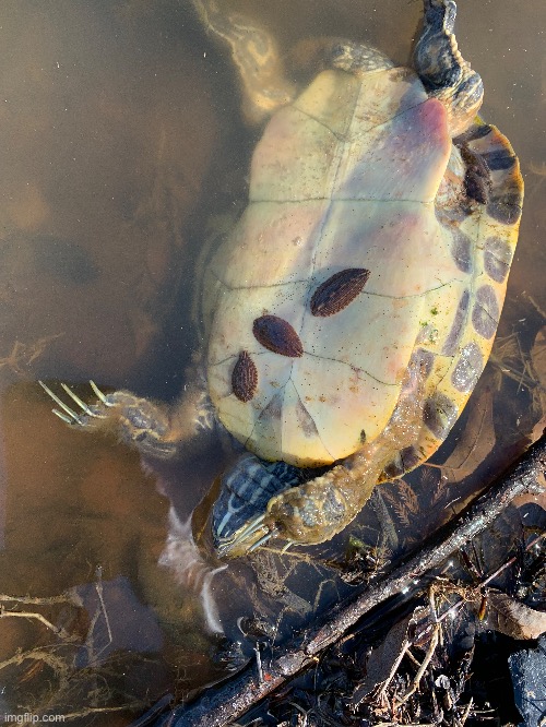 Turtle leeches | made w/ Imgflip meme maker