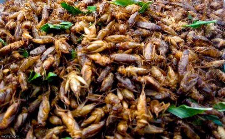insects¨ | image tagged in insects | made w/ Imgflip meme maker