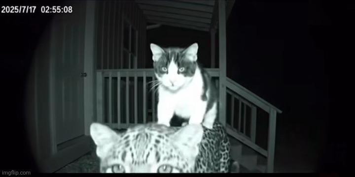 What the cat doing | made w/ Imgflip meme maker