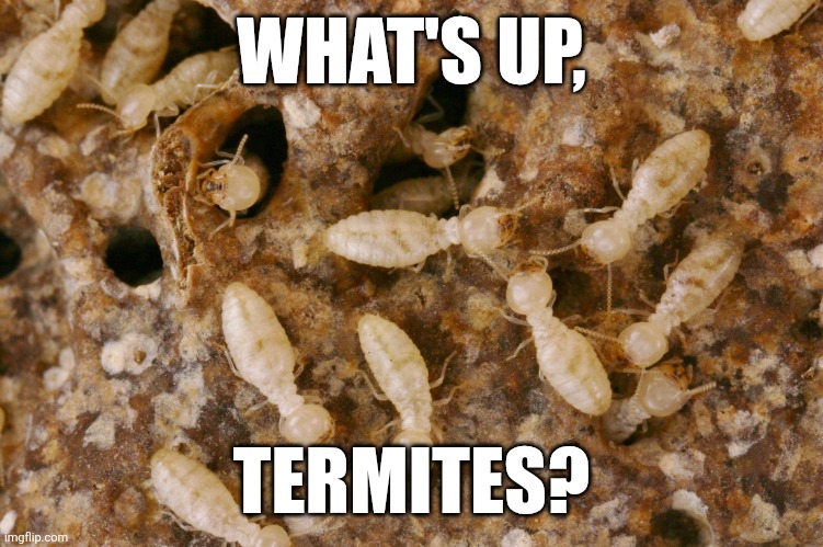 What's up, termites? | WHAT'S UP, TERMITES? | image tagged in nano-termites | made w/ Imgflip meme maker