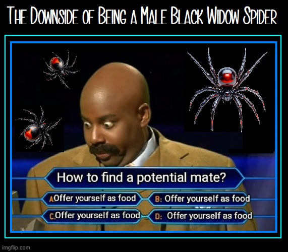 The male in many creatures have much in common | image tagged in vince vance,black widow,spiders,women,memes,who wants to be a millionaire | made w/ Imgflip meme maker