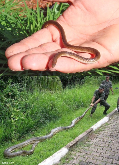 Worm snake vs Green anaconda | made w/ Imgflip meme maker