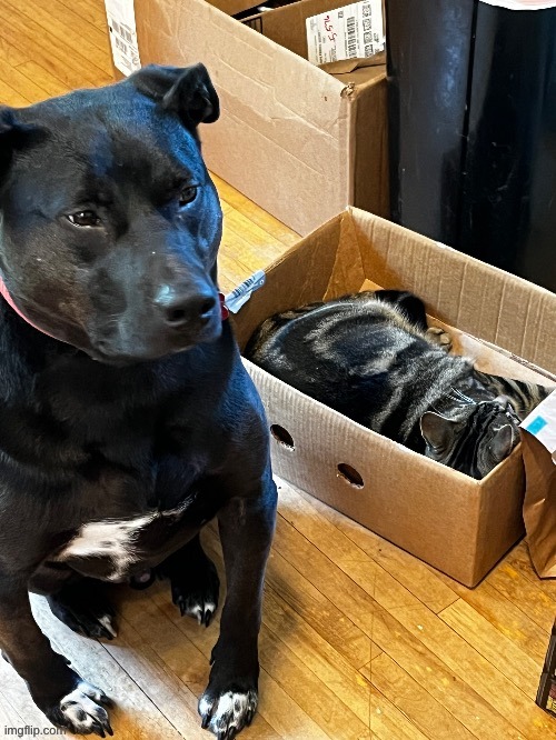have a random picture of my dog Gus with one of my cats (Ollie) | made w/ Imgflip meme maker