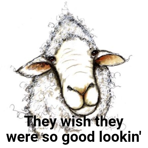 Confused sheep | They wish they were so good lookin' | image tagged in confused sheep | made w/ Imgflip meme maker