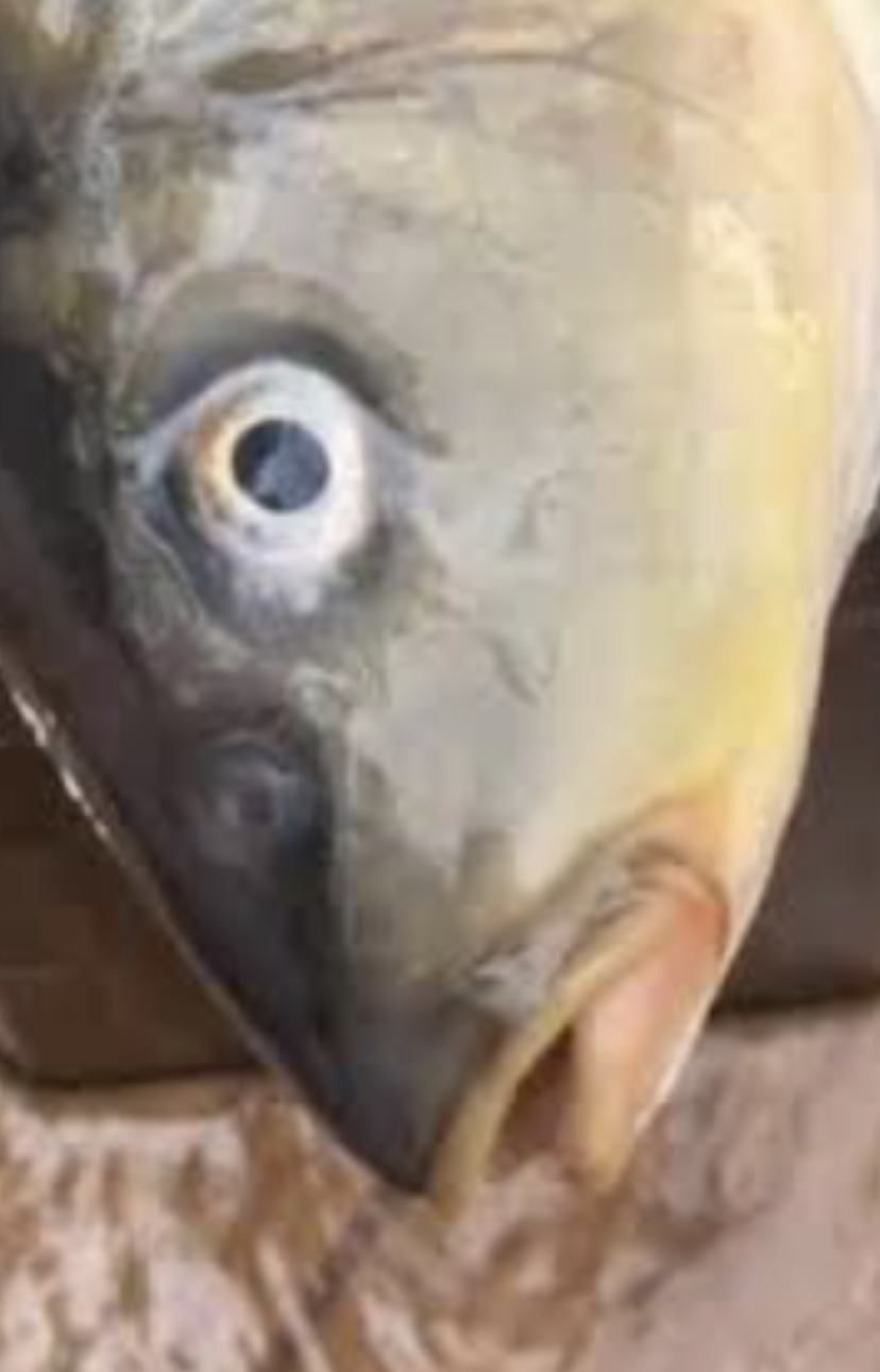 Fish Blank Meme Template