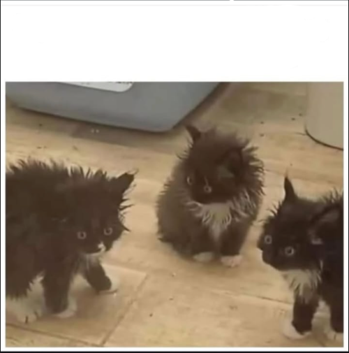 stressed kittens Blank Meme Template