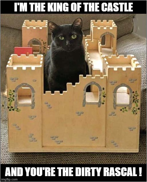 Surveying His Kingdom ! | I'M THE KING OF THE CASTLE; AND YOU'RE THE DIRTY RASCAL ! | image tagged in cats,kingdom,nursery rhymes | made w/ Imgflip meme maker