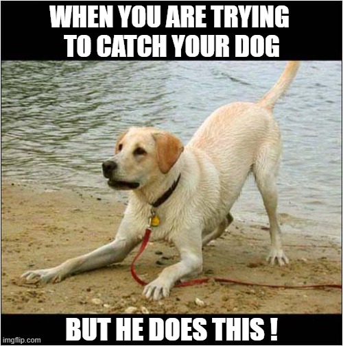 I Don't Think He Wants To Go Home Just Yet ! | WHEN YOU ARE TRYING
 TO CATCH YOUR DOG; BUT HE DOES THIS ! | image tagged in dogs,day at the beach,home time | made w/ Imgflip meme maker